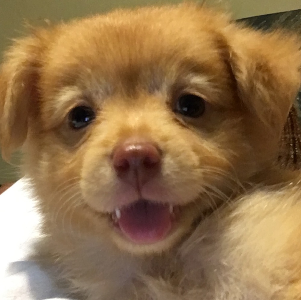 Meet your Posher, Lola